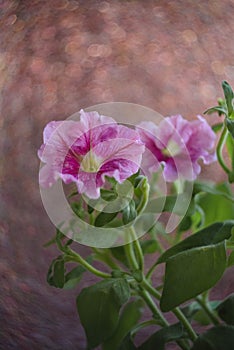 Purple petunia on a window in a straw pot, straw basket with flowers