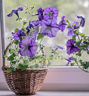 Purple petunia on a window in a straw pot, straw basket with flowers