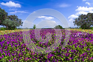 Purple Petunias