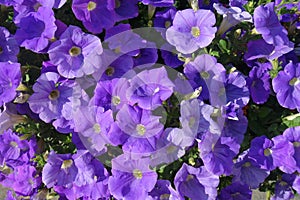 Purple Petunias