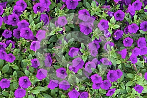 Purple Petunias  837082