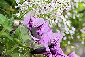 Purple Petunias and Baby`s Breath growing.