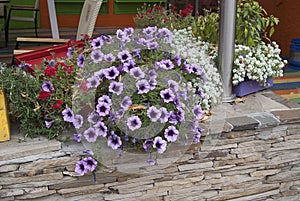 The purple petunias and bushes