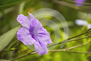 Purple Petunias/Ruellia tuberosa Wildflower.