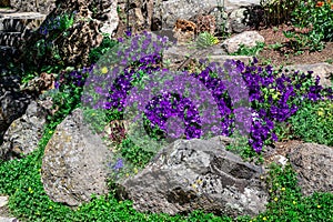 Purple Petunias at Yampa River Botanical Garden