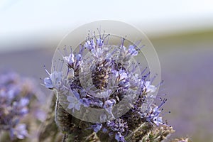 Purple phacelia flower (Phacelia tanacetifolia Benth.) of the melliferous plant.