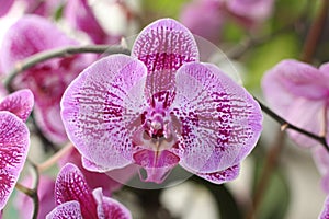 Purple Phalaenopsis cultivars Sogo Yukidian photo