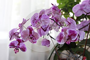 Purple Phalaenopsis cultivars Sogo Yukidian photo