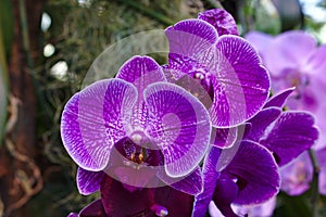 Purple phalaenopsis hybrid moth orchid