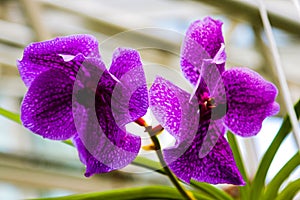 Purple Phalaenopsis or moth orchids and also known as moon orchids