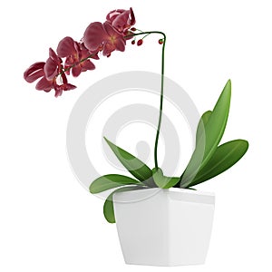 Purple phalaenopsis orchid