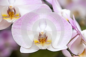 Purple phalaenopsis orchid flower