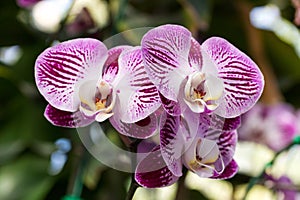 Purple phalaenopsis orchid flower