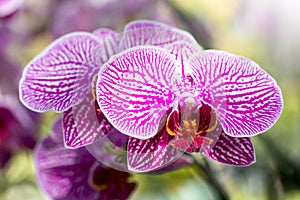 Purple phalaenopsis orchid flower