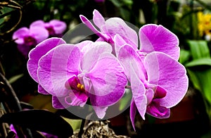 A Purple Phalaenopsis Orchid Flower Blooming