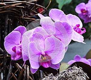 A Purple Phalaenopsis Orchid Flower Blooming