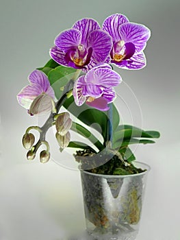 Purple phalaenopsis orchid flower branch fragment on a grey background