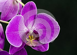 Purple phalaenopsis orchid flower, Phalaenopsis known as the Moth Orchid or Phal on black background. Purple phalaenopsis flowers