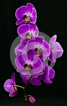 Purple phalaenopsis orchid flower, Phalaenopsis known as the Moth Orchid or Phal on black background. Twig of purple phalaenopsis