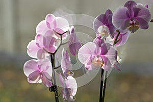 Purple Phalaenopsis orchid flower on the window view background. Care and breeding of a houseplant. Home gardening.