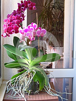 Purple Phalaenopsis Orchid in a flowerpot against a window. Indoor balcony home flower.