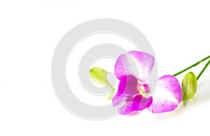 Purple Phalaenopsis orchid flowers on white background