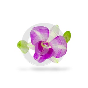 Purple Phalaenopsis orchid flowers on white background