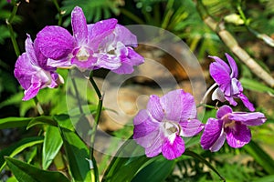 Purple Phalaenopsis orchid photo