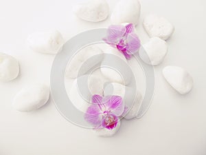 Purple Phalaenopsis Orchids with white stones