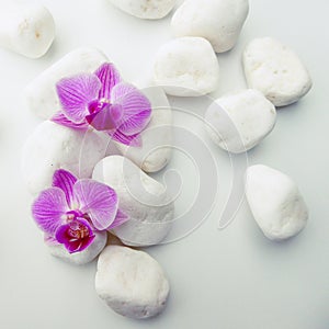 Purple Phalaenopsis Orchids with white stones