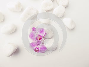 Purple Phalaenopsis Orchids with white stones