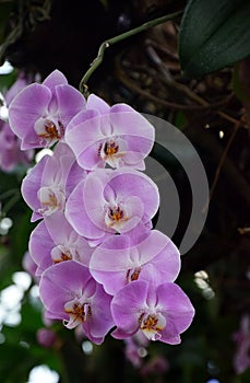 Purple phalenopsis orchid in bloom