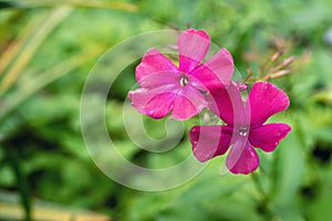 Purple Phlox flower on a blurry background, background