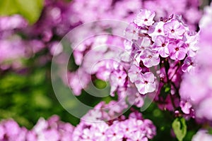Purple phlox flowering in a flowerbed in a country garden