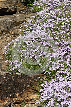 Purple phlox flowers bordered by rock