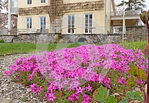 purple phlox flowers in Spring and Franklin Roosevelt National Historic Site photo