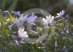 Purple phlox flowers in the spring garden 3 photo