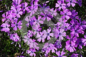 Purple phlox subulata