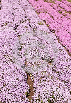 Purple phlox subulate