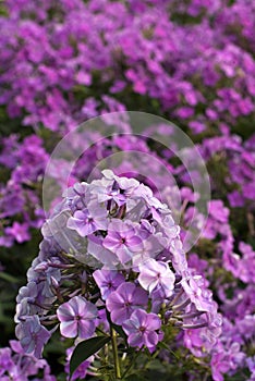 Purple phloxes