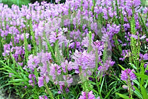 Purple physostegia, flowering plant of the mint family photo