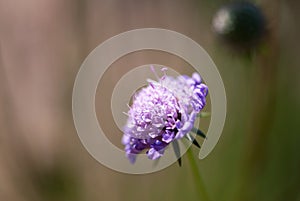 Purple Pincushion Flower with Brown and Green Background