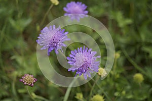 Purple pincushions Scabiosa ochroleuca