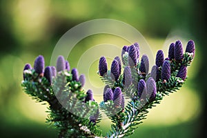 Purple Pine Cones Abies Koreana photo