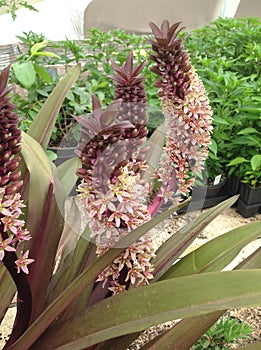 Purple Pineapple Lily - Eucomis