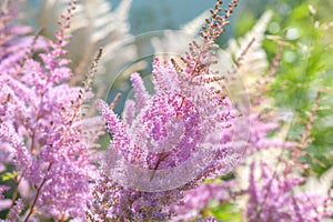 Purple pink Astilbe Chinensis `Pumila` Dwarf Chinese Astilbe in summer sunny garden.