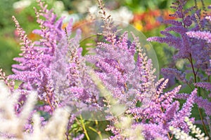 Purple pink Astilbe Chinensis `Pumila Dwarf Chinese Astilbe in summer sunny garden