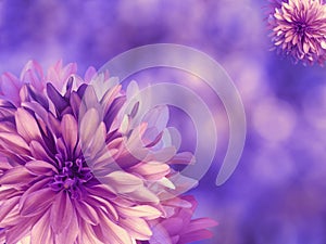 Purple-pink autumn flowers, on blue-violet blurred background . Closeup. Bright floral composition, card for the holiday. coll