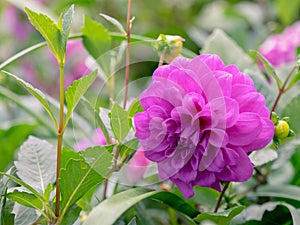 Purple-pink blooming Dahlia flower in the garden