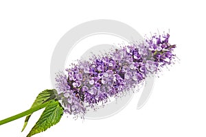 Purple pink blue flower cluster bloom of Agastache garden herb licorice liquorice  isolated on white